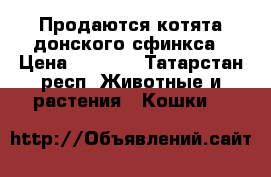 Продаются котята донского сфинкса › Цена ­ 2 000 - Татарстан респ. Животные и растения » Кошки   